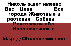 Николь ждет именно Вас › Цена ­ 25 000 - Все города Животные и растения » Собаки   . Ростовская обл.,Новошахтинск г.